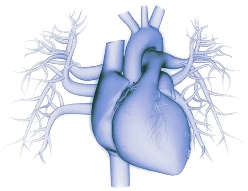 cardiac-494x381
